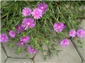 delosperma